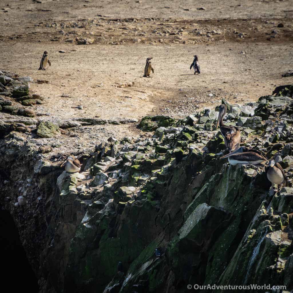 Ballestas Islands - Penguins