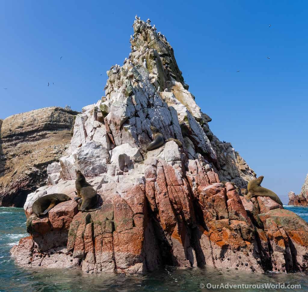 Ballestas Islands - Sea Lions